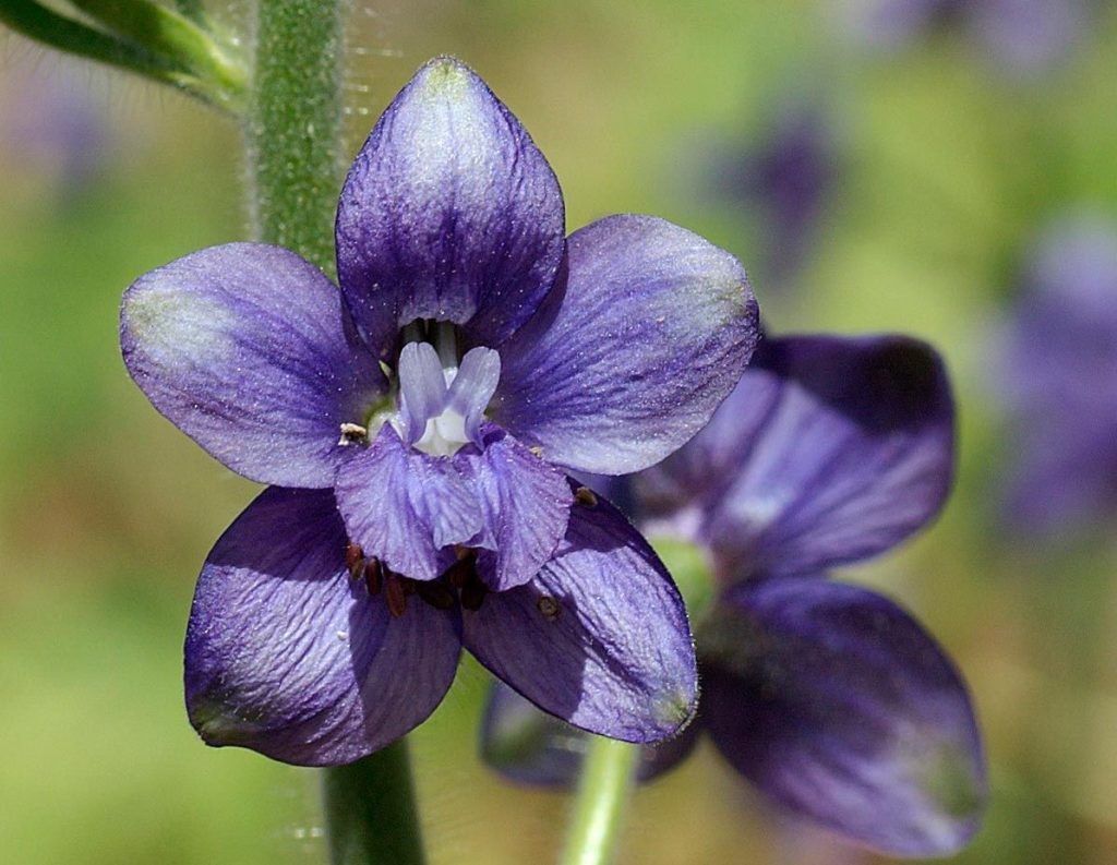 Of Delphinium Staphisagria