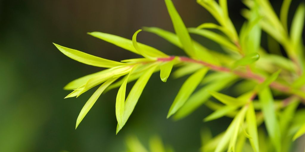 Tea Tree Plant